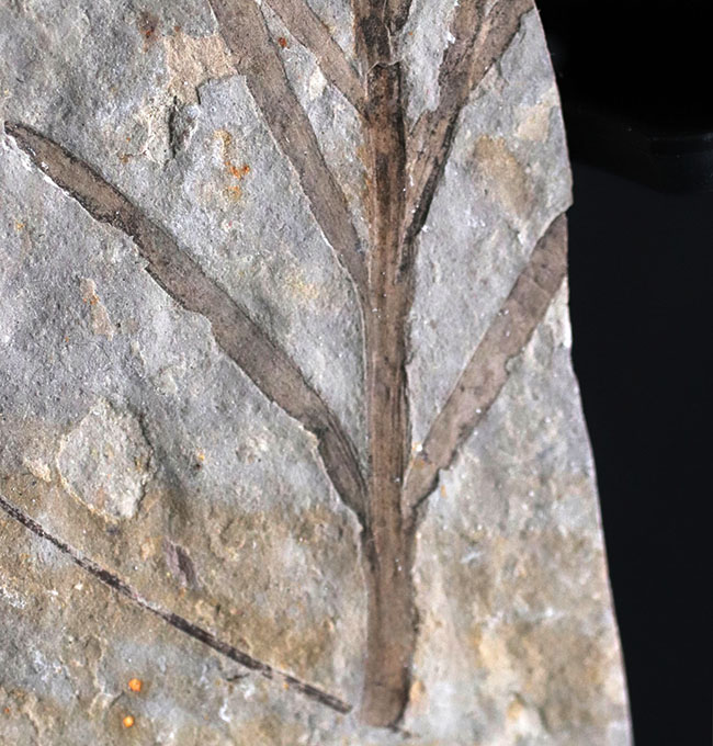 輪郭明瞭、中国遼寧省産の裸子植物、リャオニンゴクラドゥス（Liaoningocladus）の化石（その4）