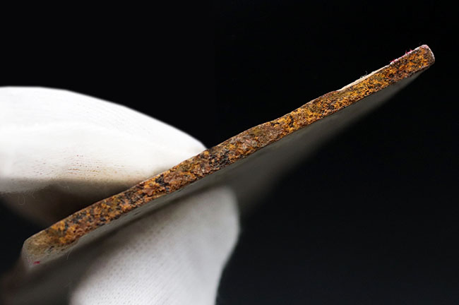 輪郭明瞭、中国遼寧省産の裸子植物、リャオニンゴクラドゥス(Liaoningocladus)の化石(その6)
