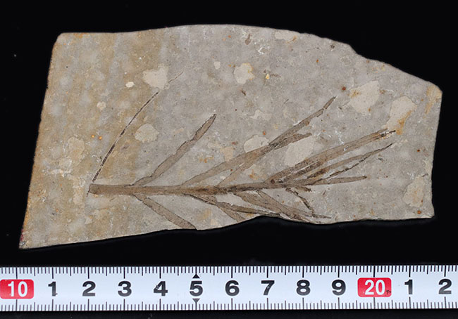 輪郭明瞭、中国遼寧省産の裸子植物、リャオニンゴクラドゥス（Liaoningocladus）の化石（その7）