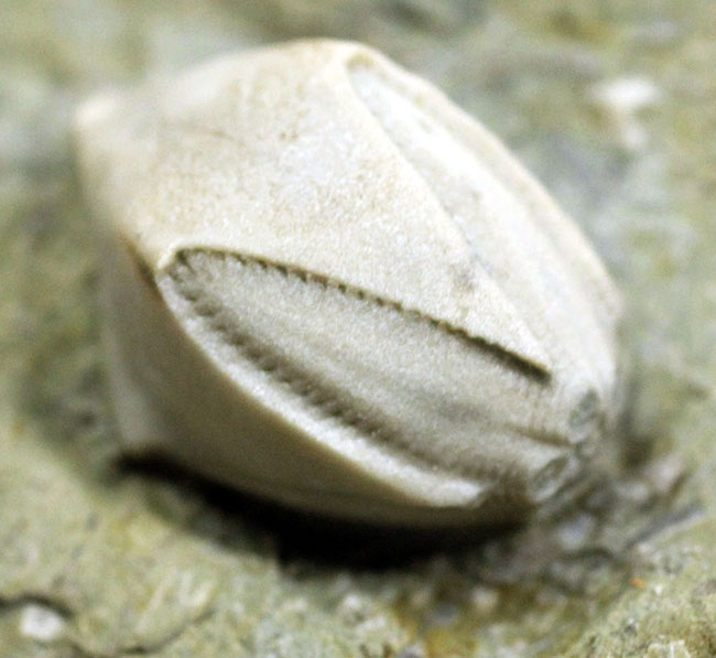 ウミツボミ、ペントレミテス（Pentremites sp.）のマルチプレート標本。米国イリノイ州産。（その5）