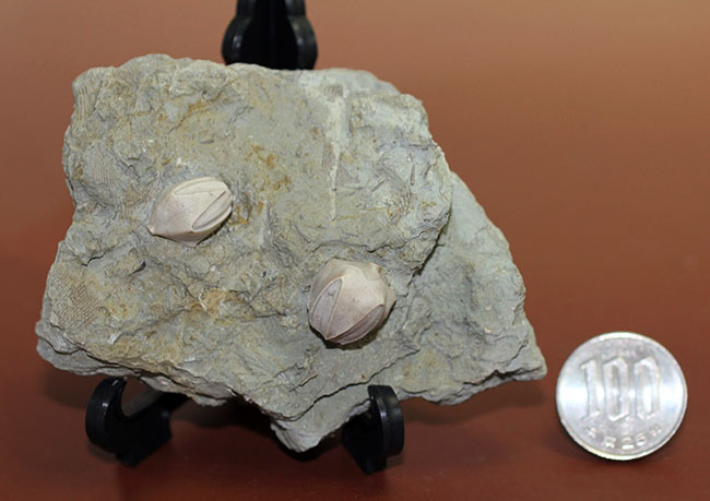 ウミツボミ、ペントレミテス(Pentremites sp.)のマルチプレート標本。米国イリノイ州産。(その9)