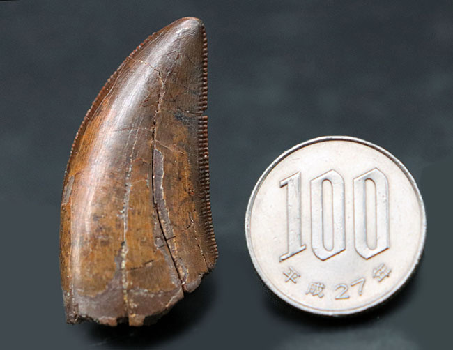 待望！高い競争を勝ち抜いて入手した、100％ナチュラルの