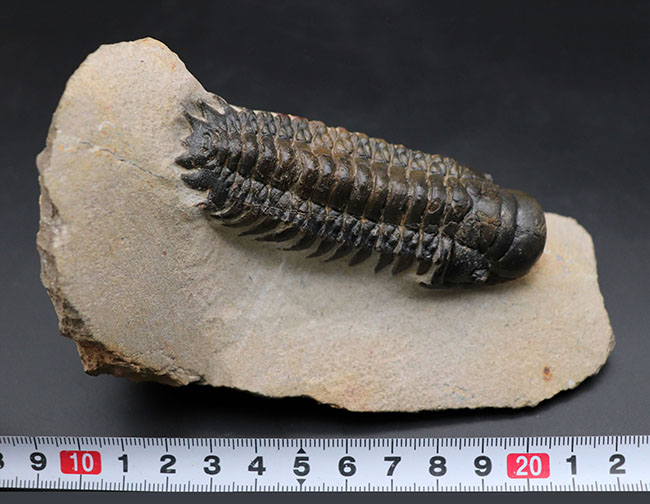 カーブ計測で９０ミリの大型個体！美しく仕上げられた三葉虫、クロタロセファルス・ギブス（Crotalocephalus gibbus）の化石（その11）