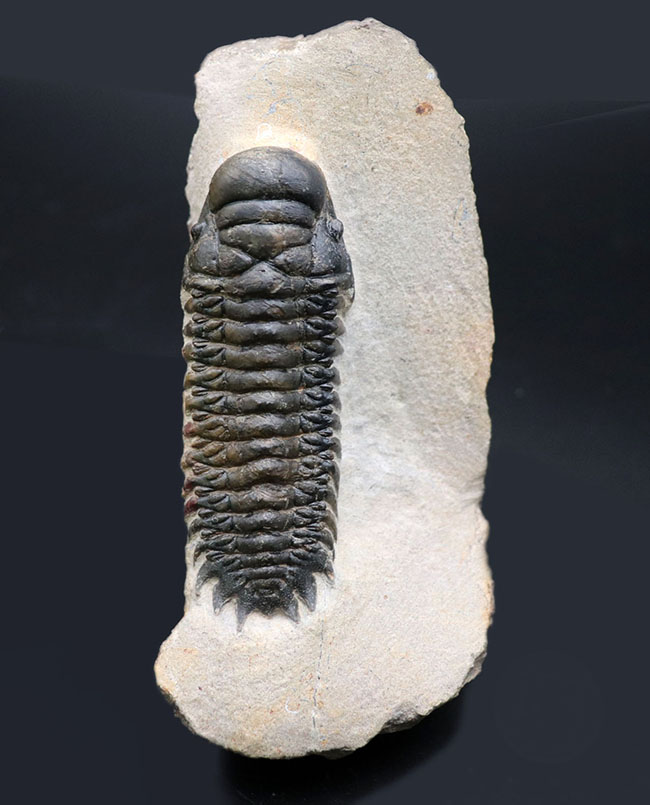 カーブ計測で９０ミリの大型個体！美しく仕上げられた三葉虫、クロタロセファルス・ギブス（Crotalocephalus gibbus）の化石（その2）