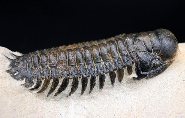 カーブ計測で９０ミリの大型個体！美しく仕上げられた三葉虫、クロタロセファルス・ギブス（Crotalocephalus gibbus）の化石（その3）