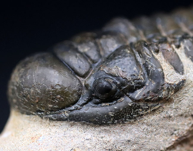 カーブ計測で９０ミリの大型個体！美しく仕上げられた三葉虫、クロタロセファルス・ギブス（Crotalocephalus gibbus）の化石（その5）