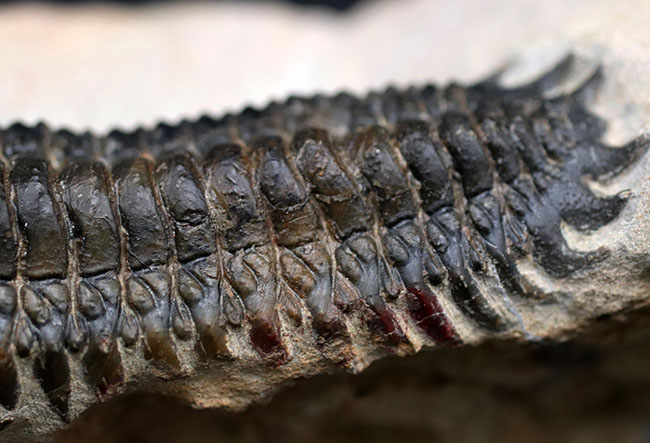 カーブ計測で９０ミリの大型個体！美しく仕上げられた三葉虫、クロタロセファルス・ギブス（Crotalocephalus gibbus）の化石（その6）