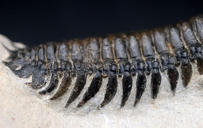 カーブ計測で９０ミリの大型個体！美しく仕上げられた三葉虫、クロタロセファルス・ギブス（Crotalocephalus gibbus）の化石（その9）