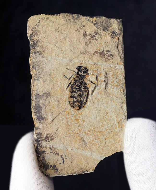 イタリアの中新世の地層より採集されたヤゴ（トンボの幼体）、リベラ・ドリス（Libellula doris）の化石（その1）