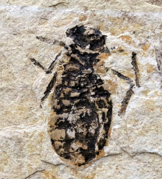 イタリアの中新世の地層より採集されたヤゴ（トンボの幼体）、リベラ・ドリス（Libellula doris）の化石（その2）
