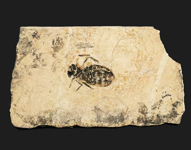 イタリアの中新世の地層より採集されたヤゴ（トンボの幼体）、リベラ・ドリス（Libellula doris）の化石（その3）
