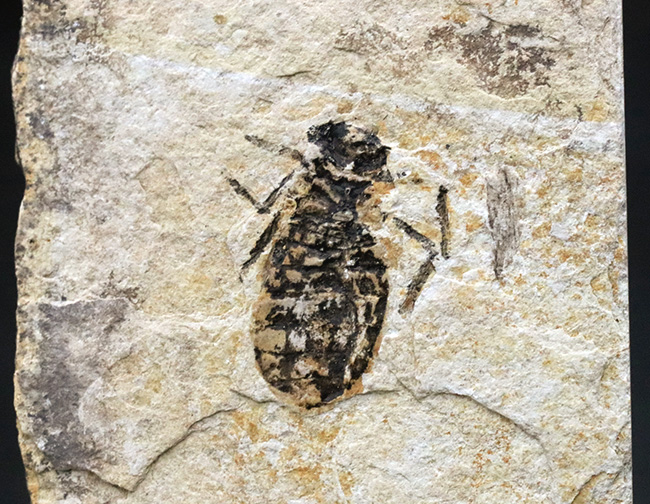 イタリアの中新世の地層より採集されたヤゴ（トンボの幼体）、リベラ・ドリス（Libellula doris）の化石（その4）