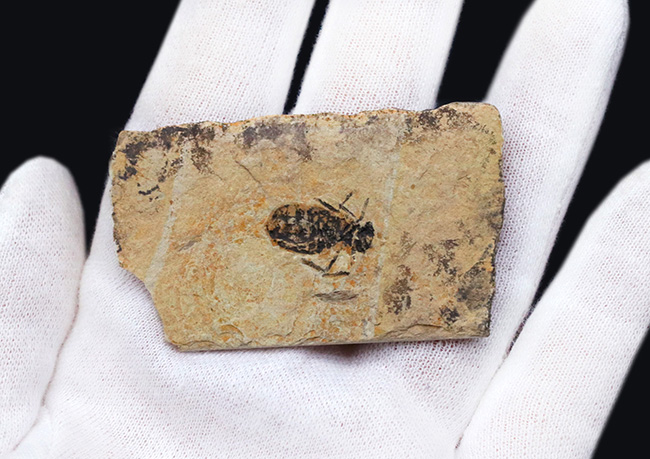 イタリアの中新世の地層より採集されたヤゴ（トンボの幼体）、リベラ・ドリス（Libellula doris）の化石（その5）