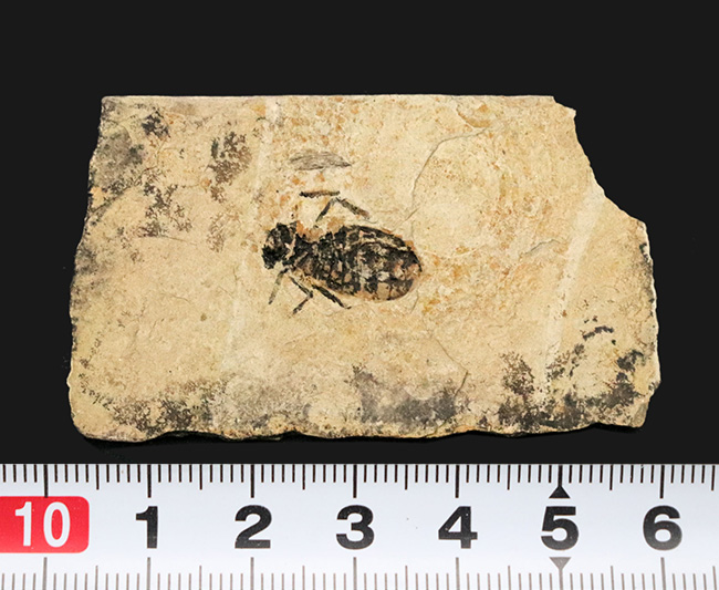 イタリアの中新世の地層より採集されたヤゴ（トンボの幼体）、リベラ・ドリス（Libellula doris）の化石（その7）