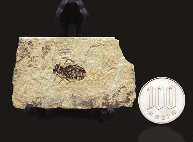 イタリアの中新世の地層より採集されたヤゴ（トンボの幼体）、リベラ・ドリス（Libellula doris）の化石（その8）