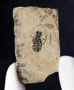 イタリアの中新世の地層より採集されたヤゴ（トンボの幼体）、リベラ・ドリス（Libellula doris）の化石
