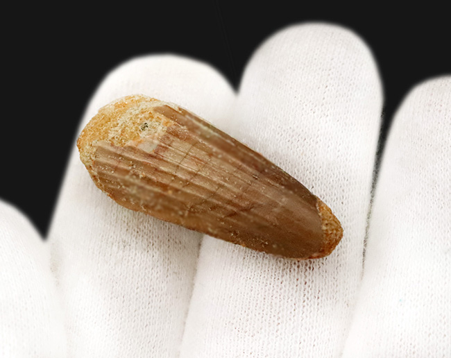 鮮明なストリエーションと艶やかなエナメル質を保持した、モロッコ産スピノサウルス（Spinosaurus）の歯化石（その3）