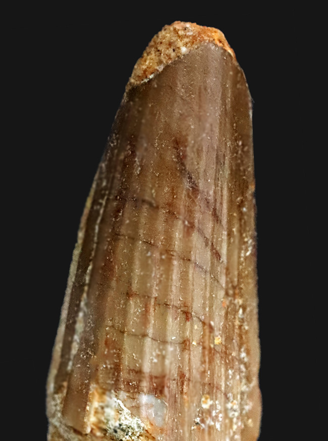 鮮明なストリエーションと艶やかなエナメル質を保持した、モロッコ産スピノサウルス（Spinosaurus）の歯化石（その4）