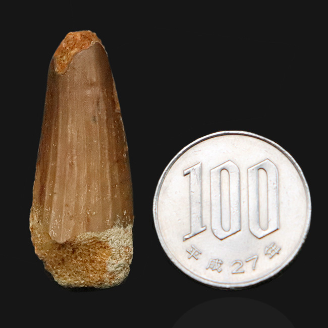 鮮明なストリエーションと艶やかなエナメル質を保持した、モロッコ産スピノサウルス（Spinosaurus）の歯化石（その8）