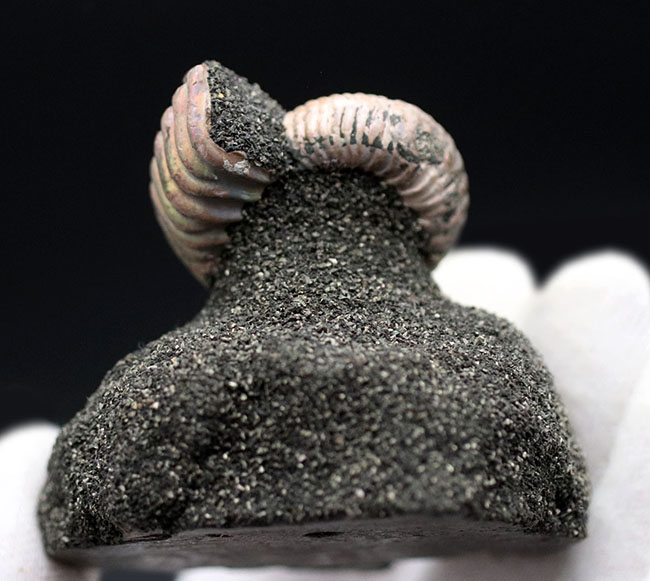 レアなロシア産の遊色アンモナイト、ヴェルツムニセラス