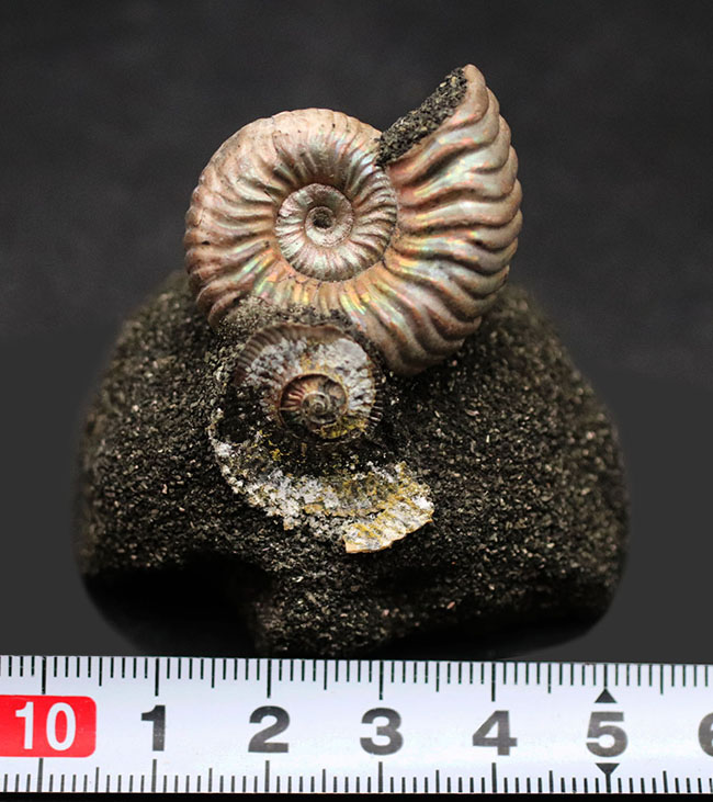 レアなロシア産の遊色アンモナイト、ヴェルツムニセラス