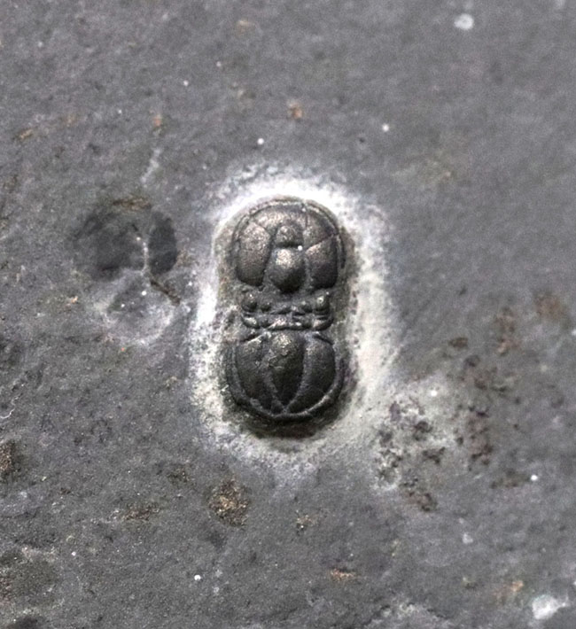 古生代カンブリア紀の一時期に現れて姿を消した変わり種の三葉虫、ペロノプシス（Peronopsis interstrictus）（その1）