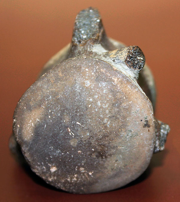 珍しい米国テキサス州産モササウルス類の脊椎骨化石。頁岩ならではの保存状態のきめ細かさ。(その1)