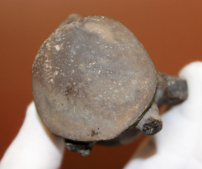 珍しい米国テキサス州産モササウルス類の脊椎骨化石。頁岩ならではの保存状態のきめ細かさ。(その10)