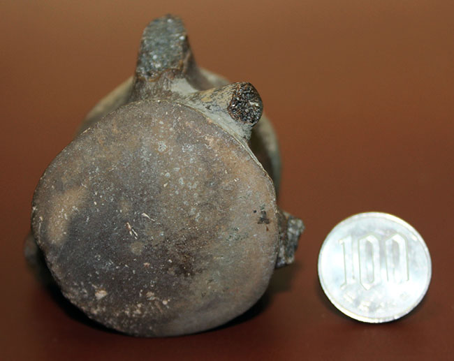 珍しい米国テキサス州産モササウルス類の脊椎骨化石。頁岩ならではの保存状態のきめ細かさ。(その12)