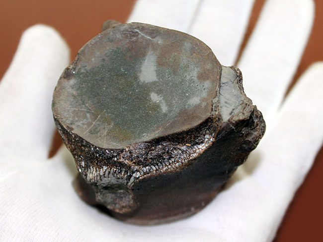 珍しい米国テキサス州産モササウルス類の脊椎骨化石。頁岩ならではの保存状態のきめ細かさ。(その3)