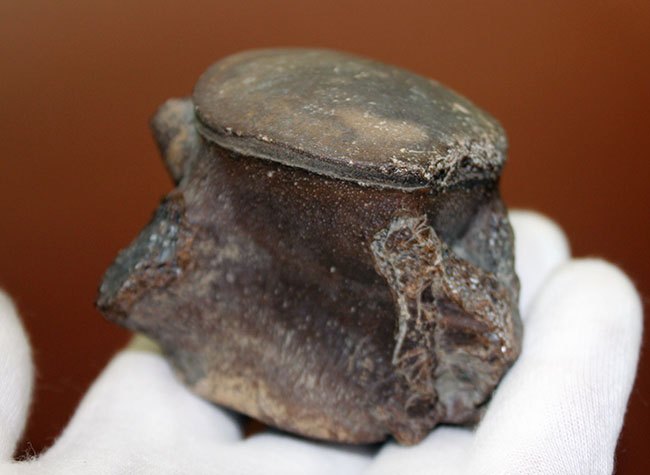 珍しい米国テキサス州産モササウルス類の脊椎骨化石。頁岩ならではの保存状態のきめ細かさ。(その4)