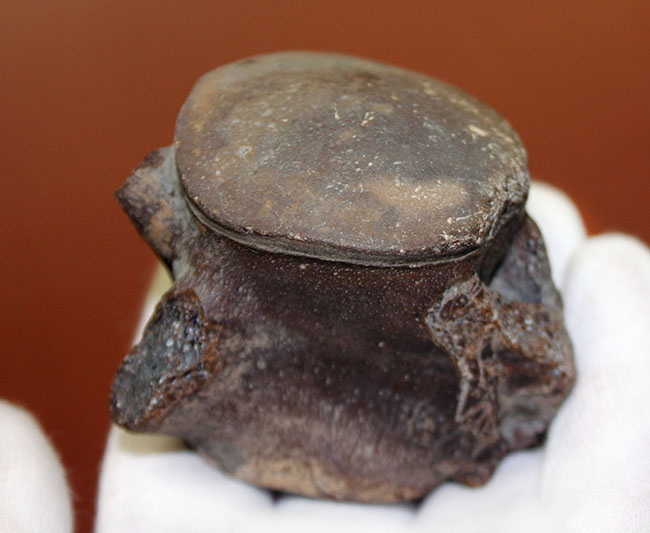 珍しい米国テキサス州産モササウルス類の脊椎骨化石。頁岩ならではの保存状態のきめ細かさ。(その5)