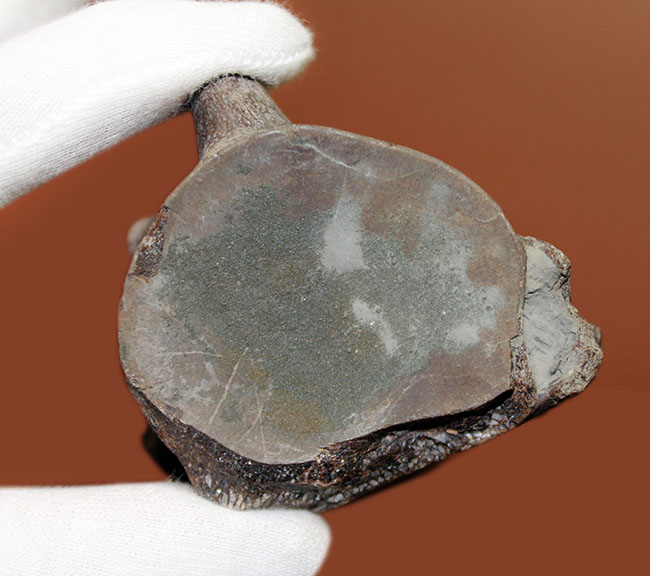 珍しい米国テキサス州産モササウルス類の脊椎骨化石。頁岩ならではの保存状態のきめ細かさ。(その9)
