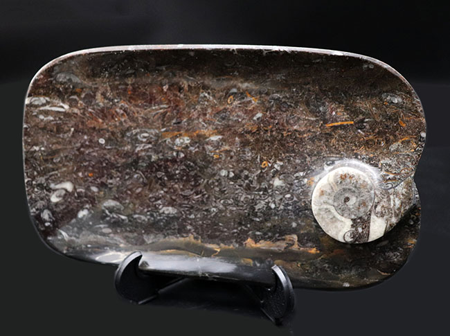 人気の品！およそ４億年前のゴニアタイトを含む石を使った皿。インテリアとしてもおすすめ！（その1）