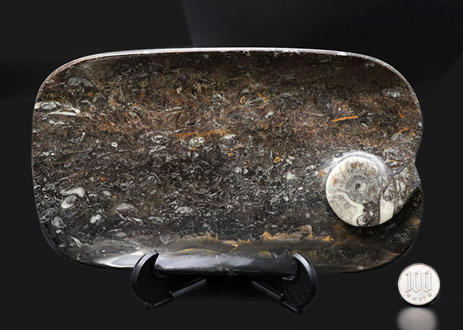 人気の品！およそ４億年前のゴニアタイトを含む石を使った皿。インテリアとしてもおすすめ！（その10）