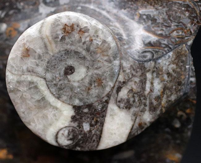 人気の品！およそ４億年前のゴニアタイトを含む石を使った皿。インテリアとしてもおすすめ！（その2）