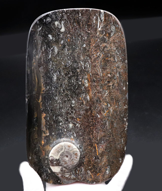 人気の品！およそ４億年前のゴニアタイトを含む石を使った皿。インテリアとしてもおすすめ！（その3）