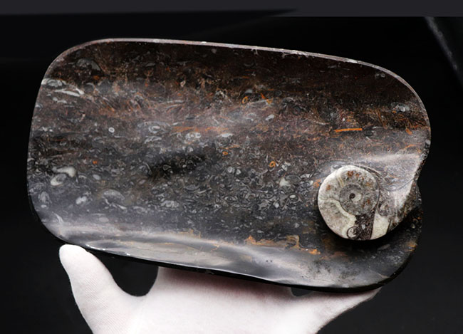 人気の品！およそ４億年前のゴニアタイトを含む石を使った皿。インテリアとしてもおすすめ！（その4）