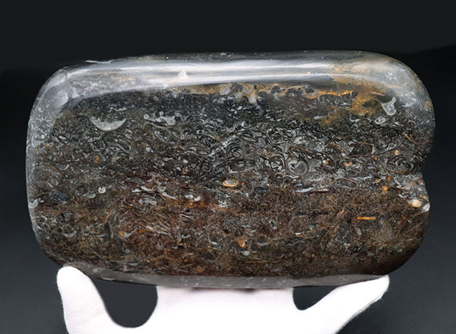 人気の品！およそ４億年前のゴニアタイトを含む石を使った皿。インテリアとしてもおすすめ！（その5）