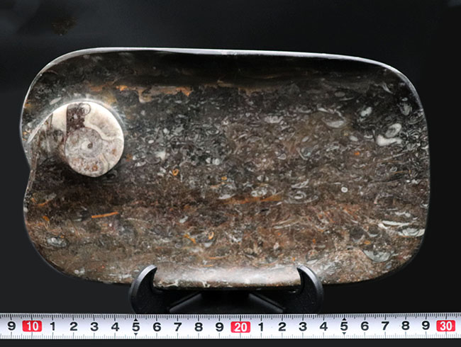 人気の品！およそ４億年前のゴニアタイトを含む石を使った皿。インテリアとしてもおすすめ！（その8）
