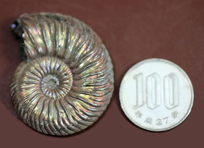 人気！金属化とイリデッセンスの共演！ロシア産アンモナイト、クエン