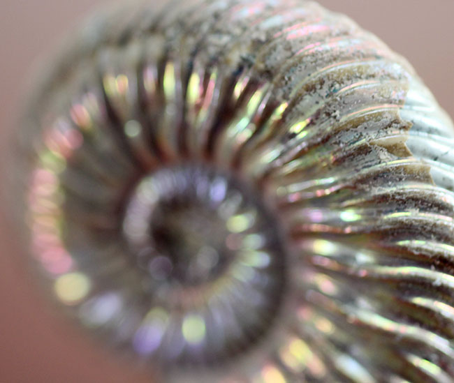 人気！金属化とイリデッセンスの共演！ロシア産アンモナイト、クエン