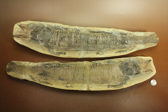 素晴らしい産状。ポジとネガを堪能できるブラジル産の魚化石(カマスの仲間)。(その20)