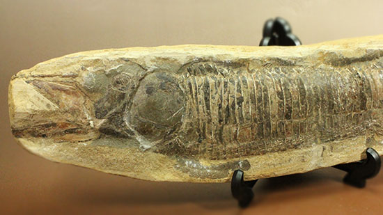 素晴らしい産状。ポジとネガを堪能できるブラジル産の魚化石(カマスの仲間)。(その3)