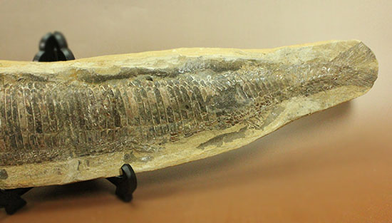 素晴らしい産状。ポジとネガを堪能できるブラジル産の魚化石(カマスの仲間)。(その4)