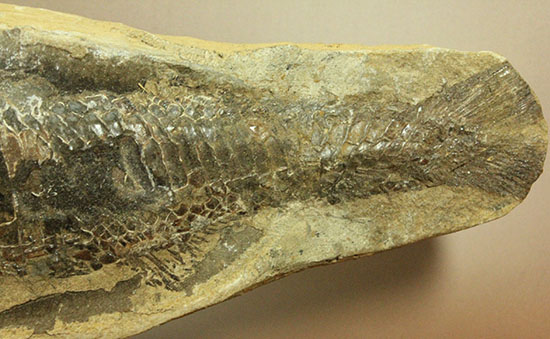 素晴らしい産状。ポジとネガを堪能できるブラジル産の魚化石（カマスの仲間）。（その8）