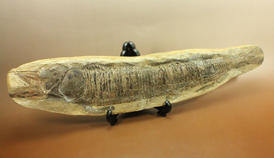 ウルトラレア！ブラジル・サンタナ層産の絶滅古代魚、ピクノドン