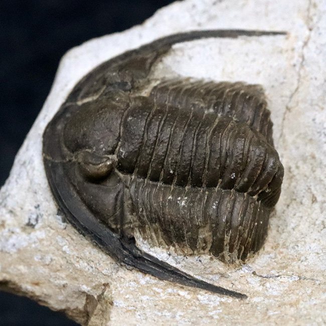 サイズ、保存状態、種小名まで明らか、まさに白眉、デボン紀の三葉虫、ディアデマプロエタス（Diademaproetus praecursor）の傑出標本（その1）