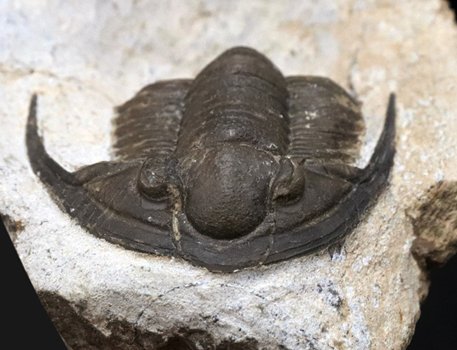 サイズ、保存状態、種小名まで明らか、まさに白眉、デボン紀の三葉虫、ディアデマプロエタス（Diademaproetus praecursor）の傑出標本（その3）