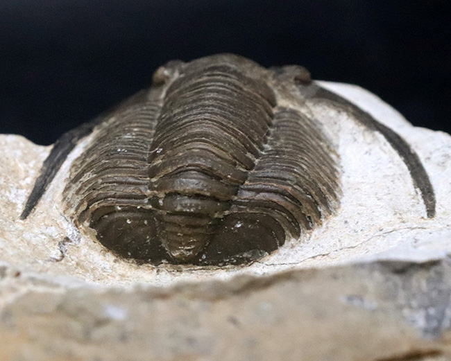 サイズ、保存状態、種小名まで明らか、まさに白眉、デボン紀の三葉虫、ディアデマプロエタス（Diademaproetus praecursor）の傑出標本（その5）